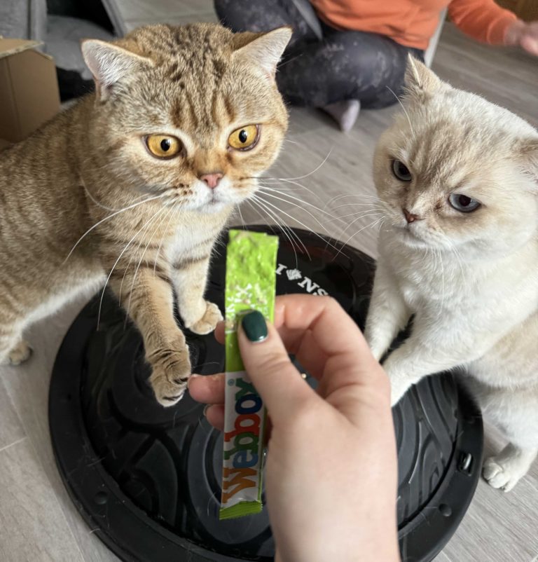 cat-physiotherapy-stott-and-paws