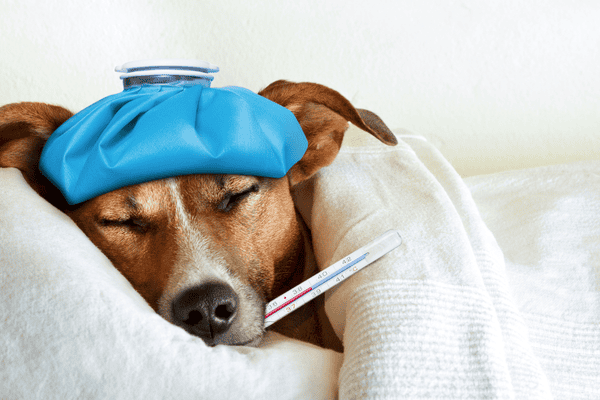 is my dog in pain - what are the signs
